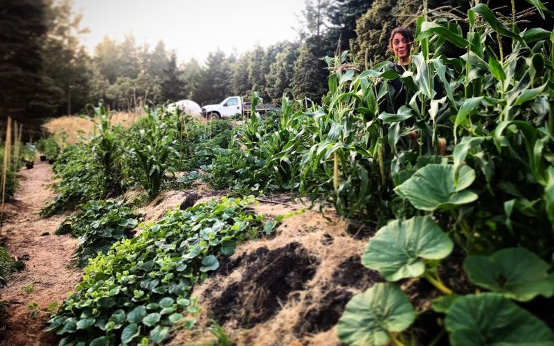 Homesteader's Hearth